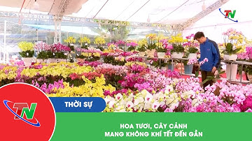 Hoa tươi, cây cảnh – mang không khí Tết đến gần