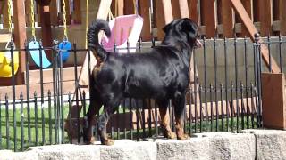 Jch Ando Crni Vitez 2010 By Dbrfarm