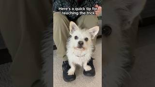 Cutest Dog Trick  your feet on mine