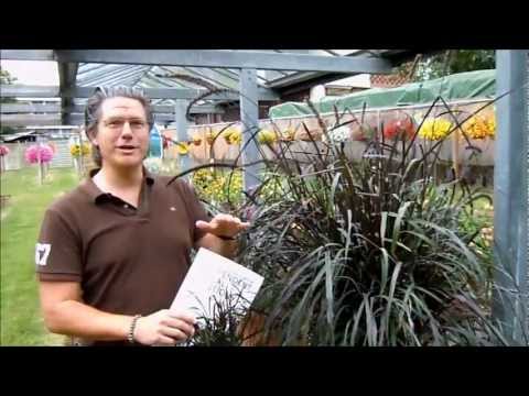 Video: Pflege von Purple Fountain Grass: Wie man Purple Fountain Grass anbaut