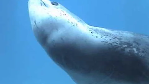 3  Leopard seal singing close up   Tracey Rogers
