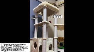 キャットタワーで遊ぶ　揺れる空箱が楽しい