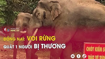 Đồng Nai: Voi rừng quật 1 người bị thương