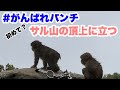 パンチくん、雨の中、ついにサル山の頂上へ (Punch-kun, in the rain, on top of the monkey mountain)2026.04.01