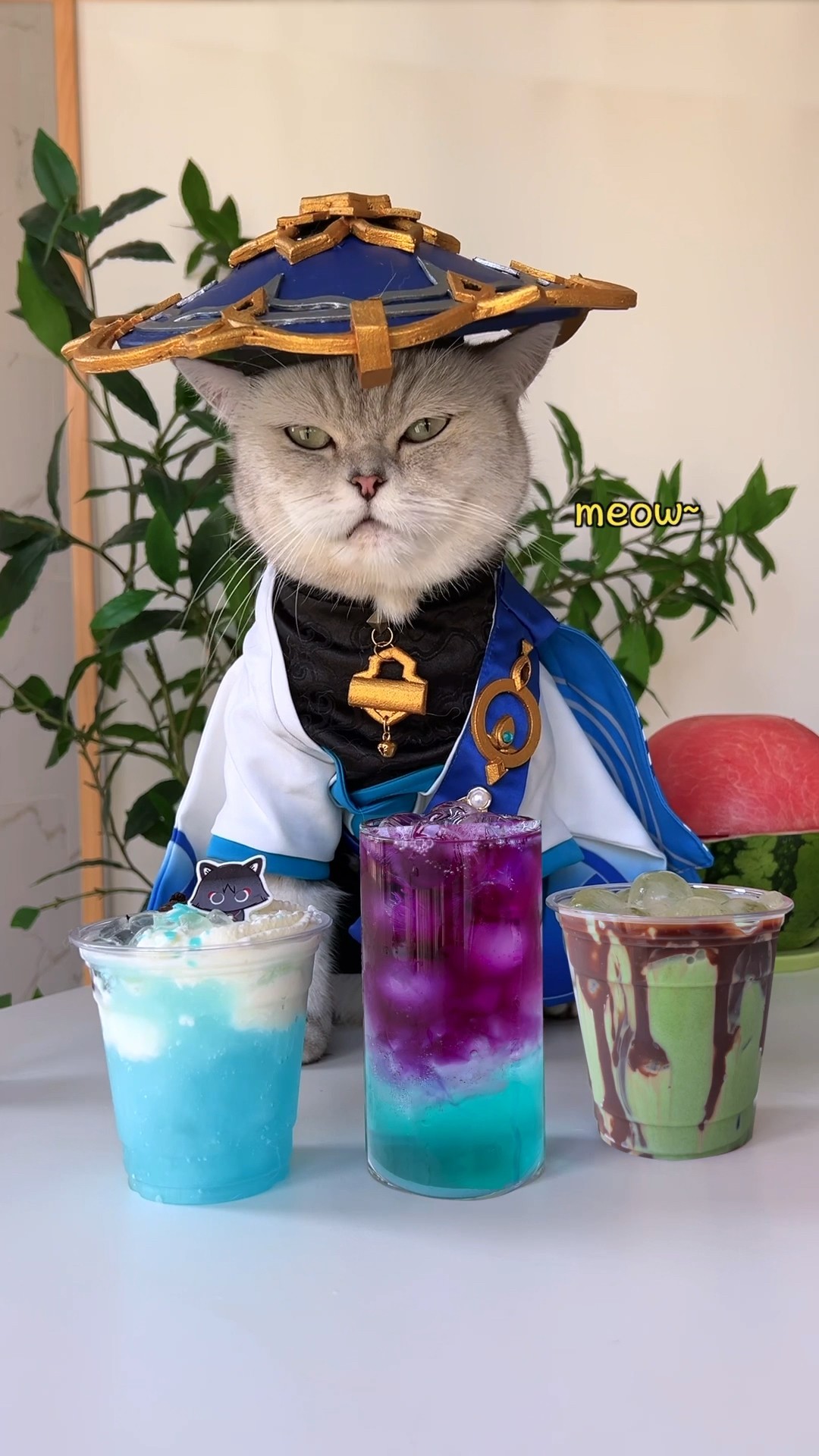 Have a colorful summer with the special barista Wanderer! #catsofyoutube #foodlover #tiktok