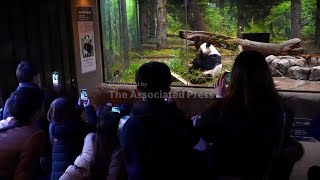 Devoted photographer laments return of last two pandas from Japan to China