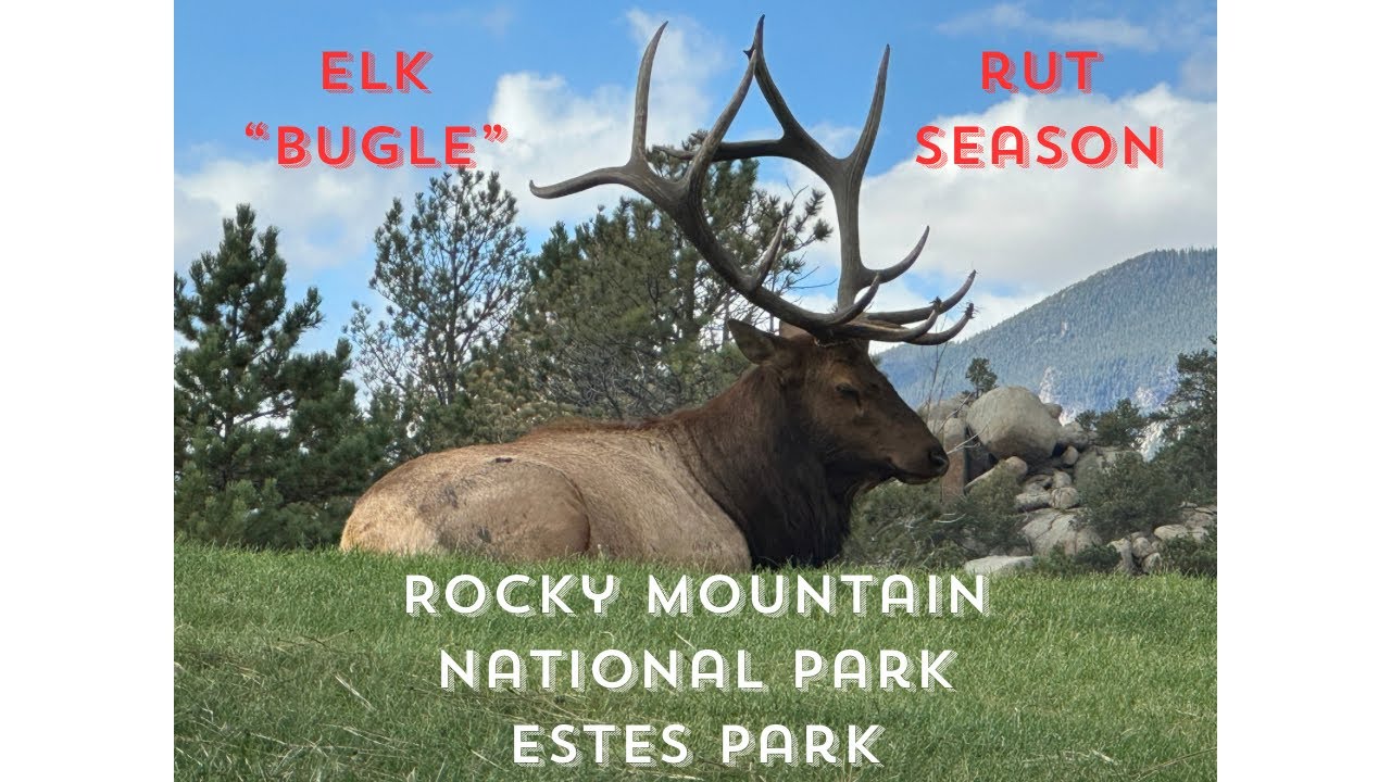 ELK “Bugling” in Rocky Mountain National Park & Estes Park in Fall YouTube