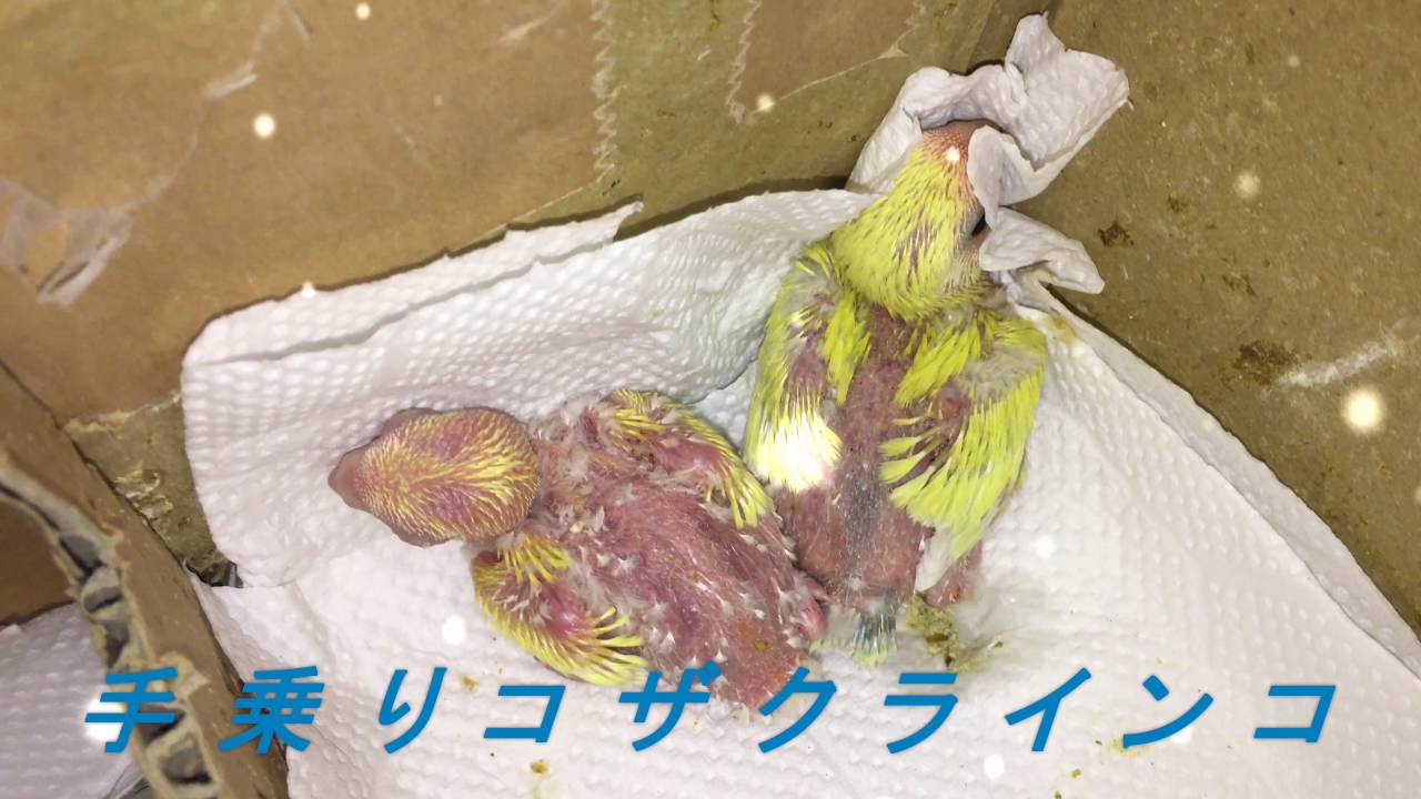 生まれたばかりのかわいい丸裸のコザクラインコのヒナです Youtube