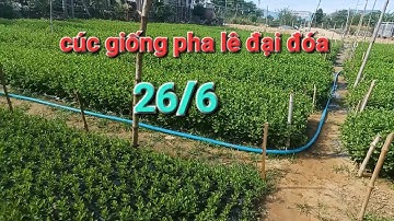 tình hình cúc giống ngày 26 tháng 6 anh em vô giá thể chưa