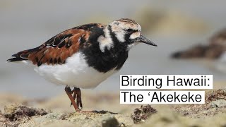 Birding Hawaii: The ʻAkekeke (Ruddy Turnstone)