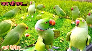 Amazing Parrot Talking Videos | Parrot Sounds Natural Video | Tanishu Singh Miniature|@ParrotX2