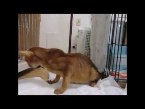 Vídeo: Encefalopatia Isquèmica Felina En Gats