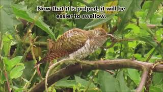Klaas's Cuckoo female eating a caterpillar screenshot 5