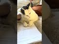 CCs stone update with Sound 😅