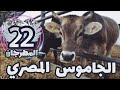 الجاموس المصري - تقرير -