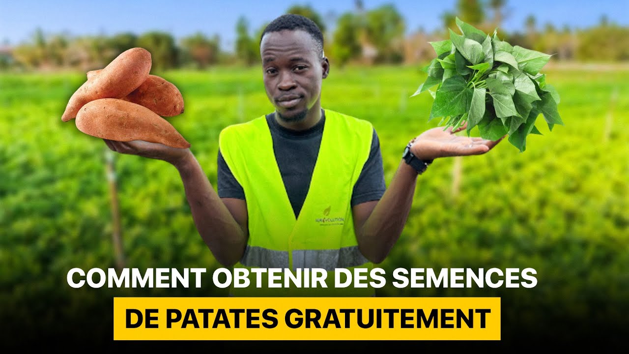 Obtenir gratuitement les semences de patate douce YouTube — free download