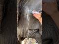 Abscess will be need a long time to heal 😍🐘❤️ #elephant #keffamily #babyelephant #kef #chimean