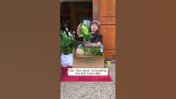 20 cây phong thủy đặt trong phòng tắm, phòng trà giúp thanh lọc không khí. Cây cảnh trong nhà đẹp