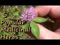 6 Popular Medicinal Plants & Herbs