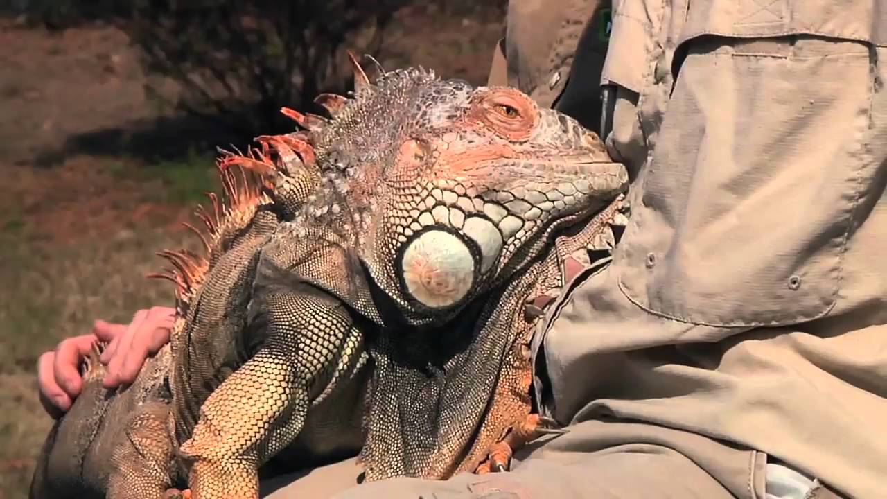 My Reptile Guys - Junior - YouTube