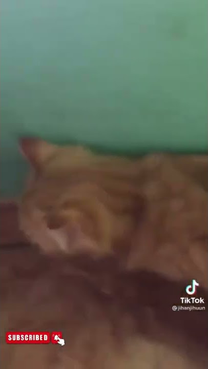 Kucing oren patah hati 😿 |Viral Tiktok Kucing| #Shorts