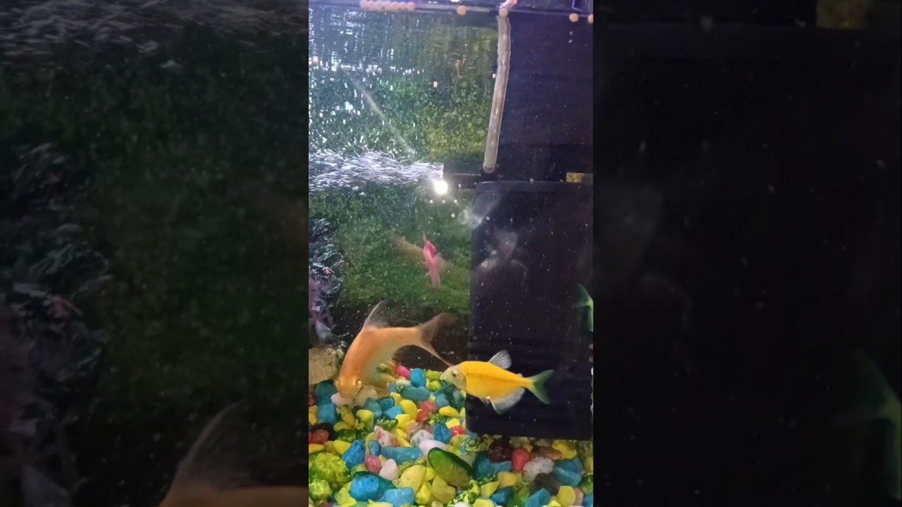 #fishtank #aquarium #fishing🐠🐠🐠🐟🐟🦈🐋🐬🐳😍🥰🙏🙏