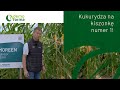 🌽 Rolnicy polecają odmianę kukurydzy Armoreen – kukurydza na kiszonkę nr 1!