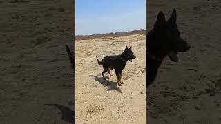 Немецкая Овчарка Zena