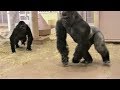 シャバーニ家族で追いかけっこ③ Chasing Play of  gorilla family