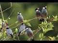 تربية طيور الجاوا محمية عبيد العوني Java Sparrow