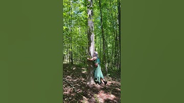 Interrupting your doom scrolling to remind you to go hug a tree today🌲💚✨#treehugger #naturelovers