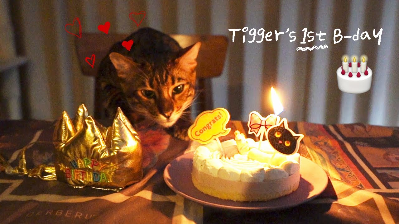 1000 可愛い ティガのお誕生日会 お友達も来てくれたよ Youtube