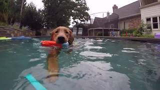 July 4th swimming by Kate Friedl 138 views 6 years ago 1 minute, 40 seconds