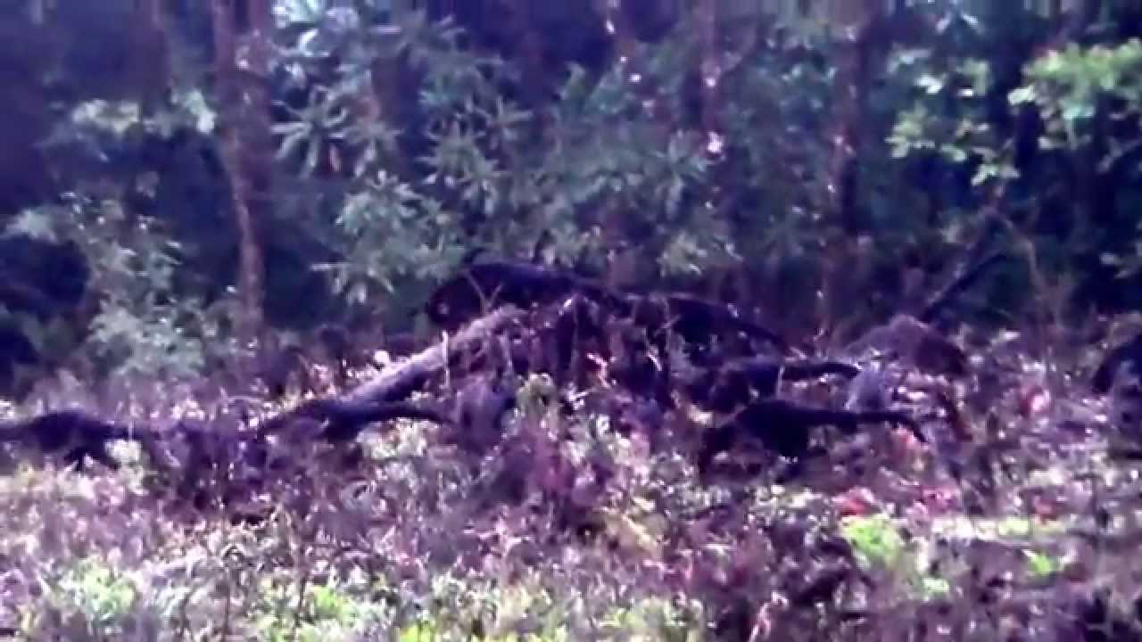 Nasua narica (White-nosed Coati)