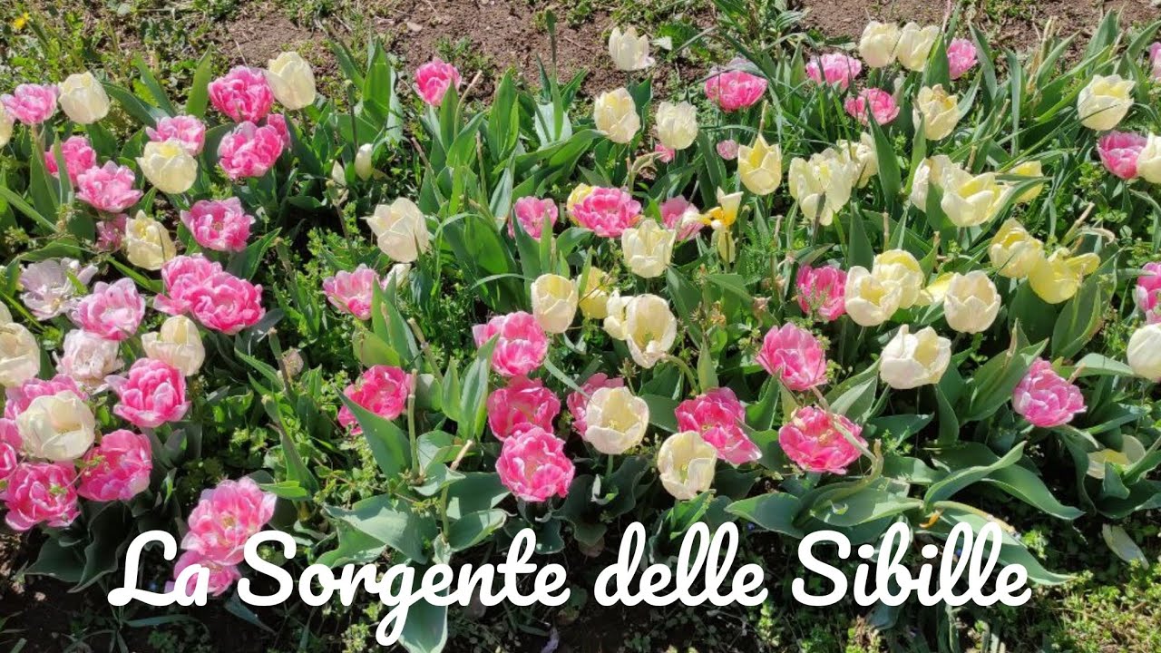 Tutti hanno capito chi è la mela marcia!! 🧿 E non sei di certo tu!! 🧿♦️