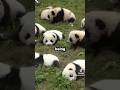 Pandas are the world dumbest creatures 