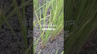 केमिकल फ्री धान #farming #paddycrop #viral #viralvideo #ricecrop #shorts #shortsyoutube #new #dance