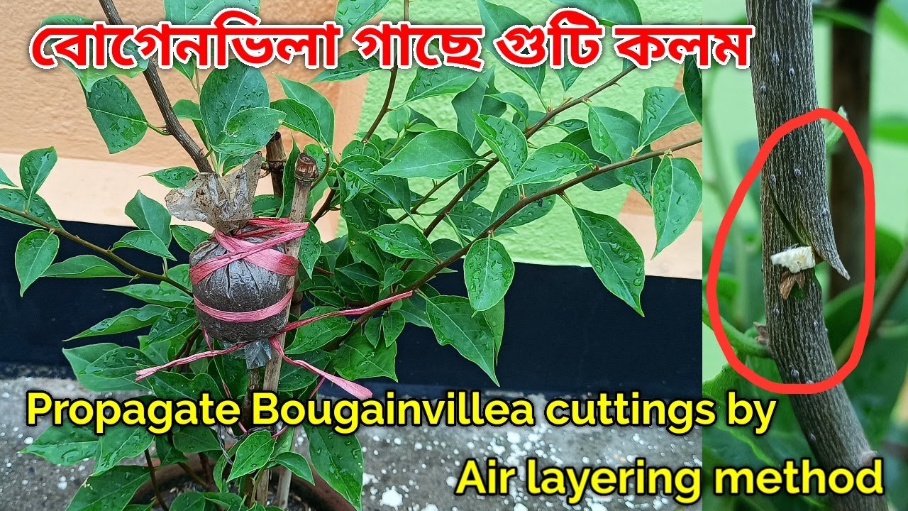 বোগেনভিলা গাছে গুটি কলমের সাহায্যে চারা তৈরি||Air layering cuttings of Bougainvillea||Baganbilas