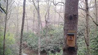 Hippity Hop southern flying squirrels in bluebird boxes.