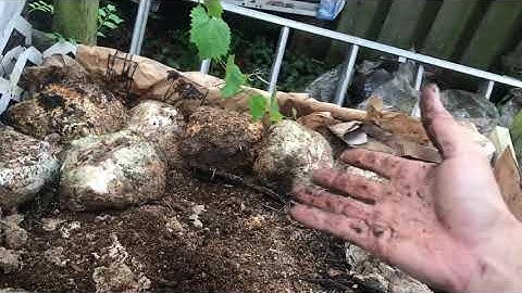 Making compost with mushroom fruiting blocks.