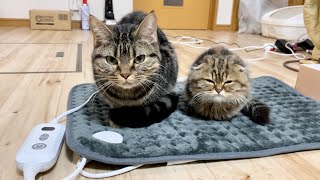 先住猫と新入り子猫にホットマットをプレゼントしたら暖かすぎてこうなりましたw