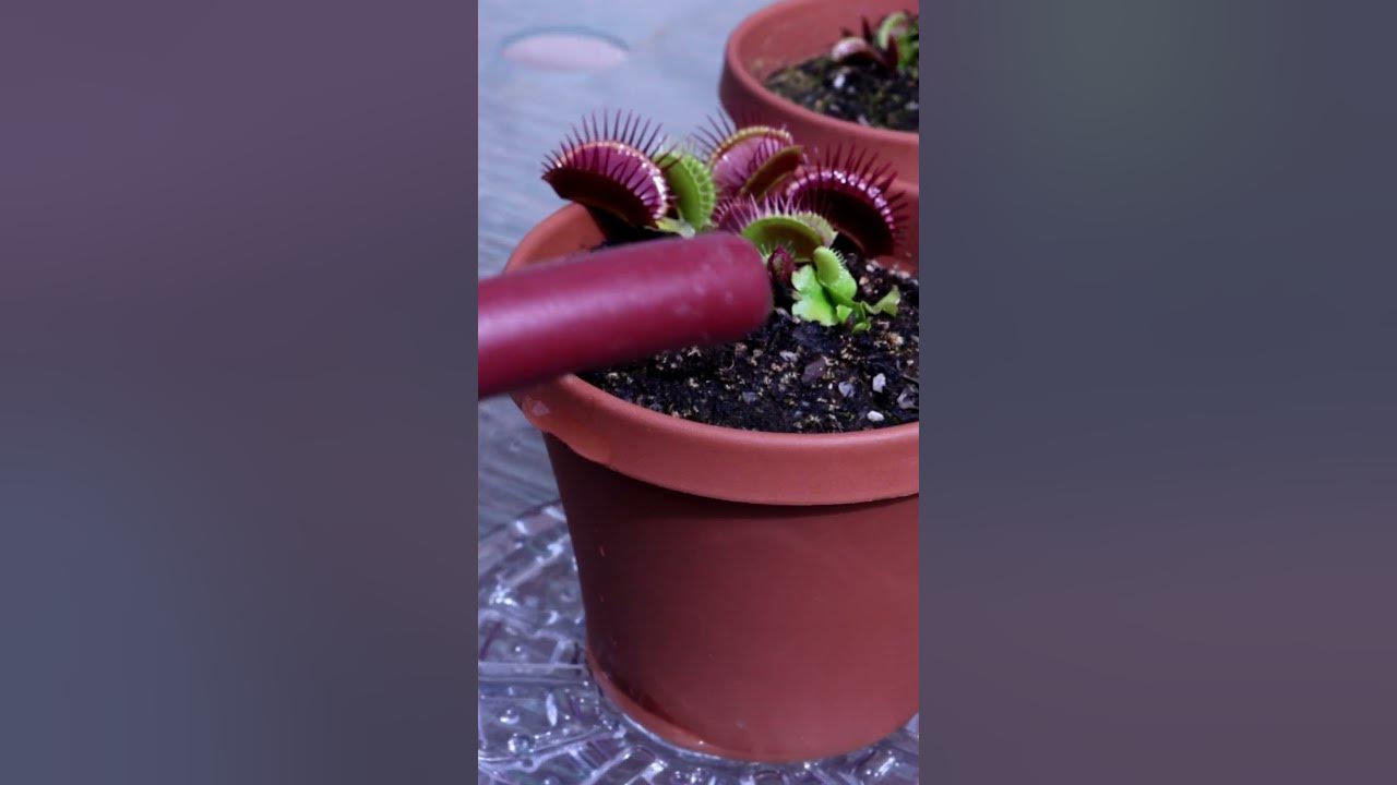 Venus Fly Trap Care: How to Water, Feed, & Tend This Carnivorous Plant