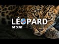 Léopard | Sebene instrumental 2024 | Congo type beat | Young Djuno |