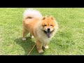 ヨシと言われると無条件で突っ走ってしまうチャウチャウ犬