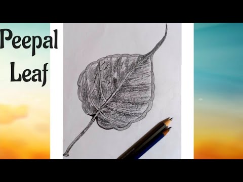 Peepal Leaf Shading / How to Draw Peepal Leaf 🍃 - YouTube