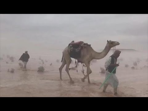 Desert Miracle! Amazing footage from the Emirates, the camels under heavy rain in Ras Al Khaimah