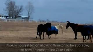 Tami Marler saved baby horse saved from slaughter. Now Winston pesters herd with stick