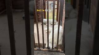 Belle Lily #greatpyrenees #todaysrunrun #グレートピレニーズ #今日のルンルン