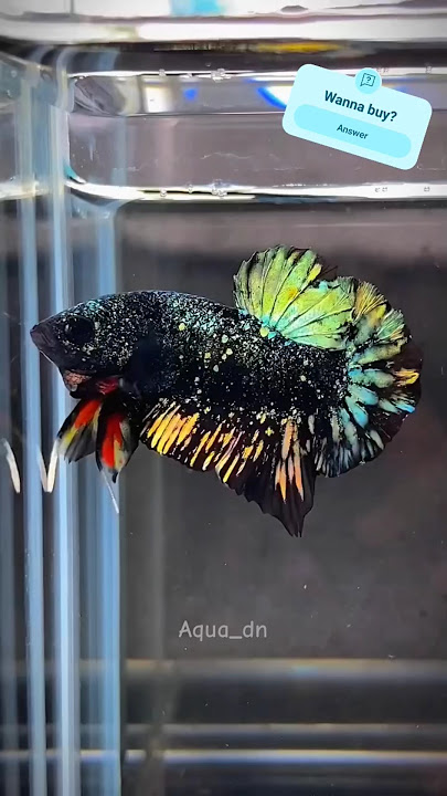 Avatar Nebula HMPK  | Betta Fish | Exotic Breed | Aqua dn |