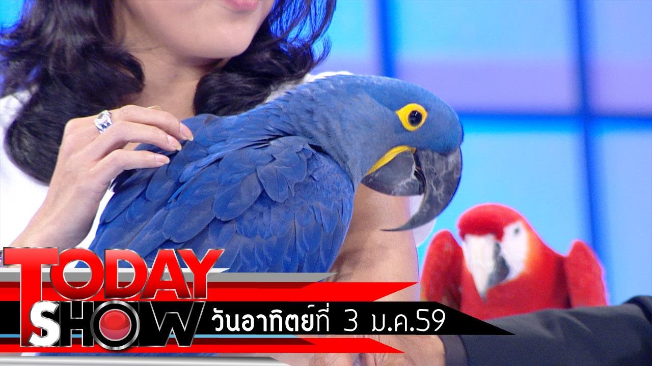 TODAY SHOW  3 ม.ค. 59 (2/3) แปลก เฮ ซ่าส์  นกแสนรู้